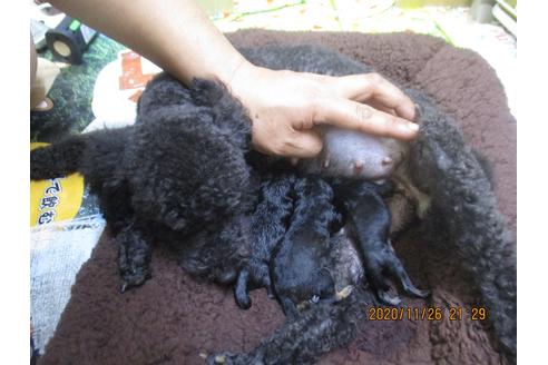 成約済の大阪府のトイプードル-114715の5枚目